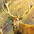 Jan Patrik Krasny bookcovers gallery - Deers