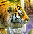 Jan Patrik Krasny bookcovers gallery - Tigers Coming