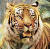 Jan Patrik Krasny bookcovers gallery - Tigers idyll 3.