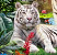 Jan Patrik Krasny bookcovers gallery - White tigers