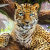 Jan Patrik Krasny bookcovers gallery - Leopards