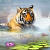 Jan Patrik Krasny bookcovers gallery - Indonesian Tigers