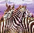 Jan Patrik Krasny bookcovers gallery - Zebras