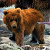 Jan Patrik Krasny bookcovers gallery - Bears under Waterfall