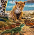Jan Patrik Krasny bookcovers gallery - Leopards and lizard