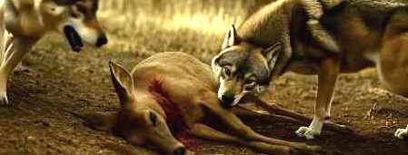 JPK - UROBOR'S KARMIC FOREST